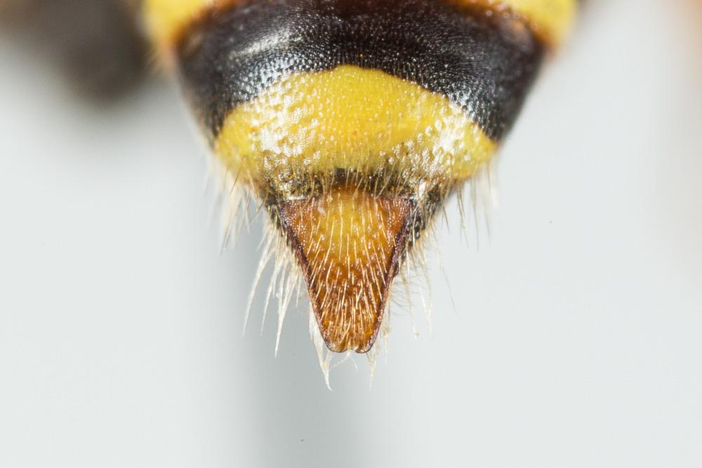  Nomada lathburiana (Kirby, 1802)