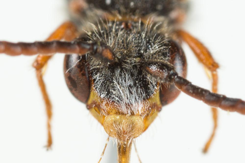  Nomada maculicornis Pérez, 1884