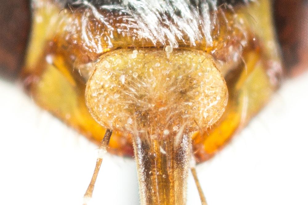 Nomada maculicornis Pérez, 1884