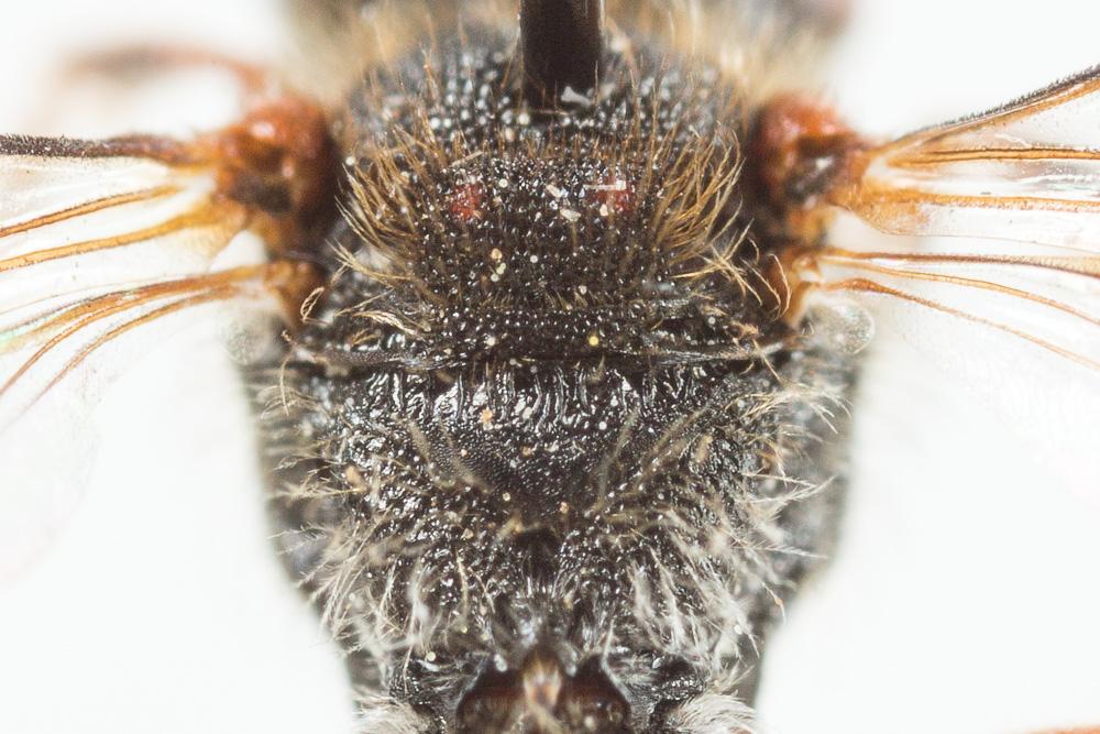 Nomada maculicornis Pérez, 1884