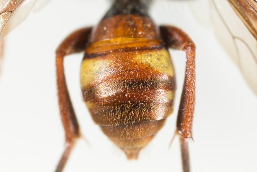 Nomada maculicornis Pérez, 1884