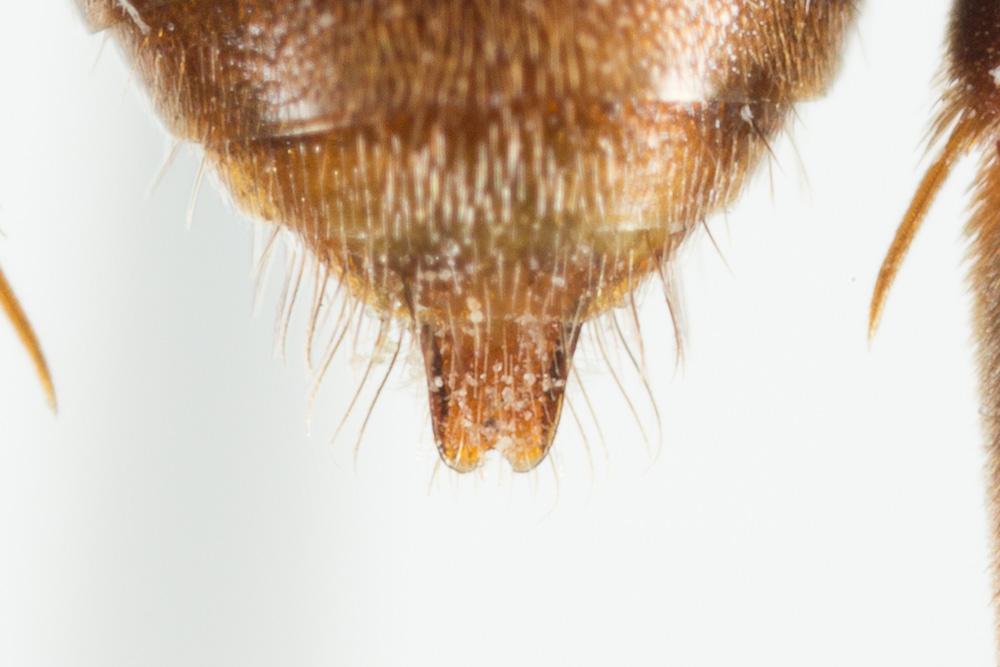 Nomada maculicornis Pérez, 1884