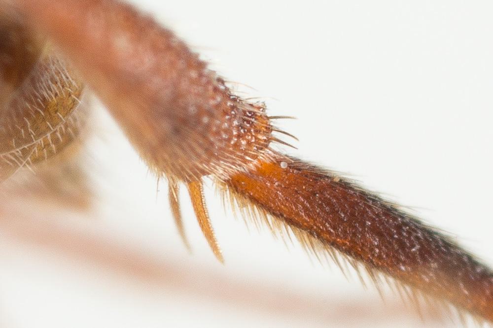  Nomada maculicornis Pérez, 1884
