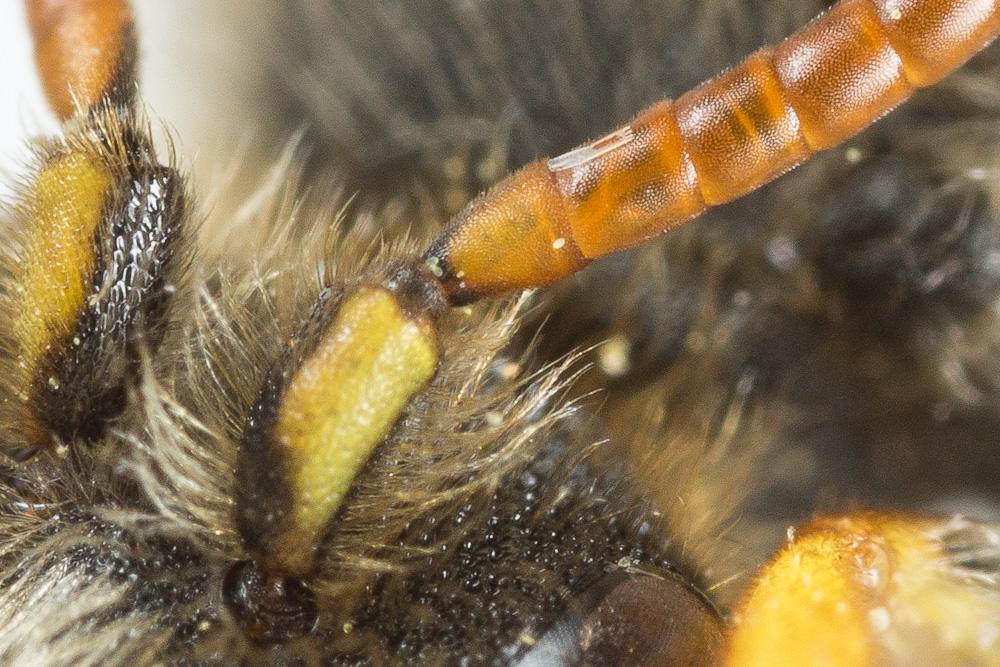  Nomada sexfasciata Panzer, 1799