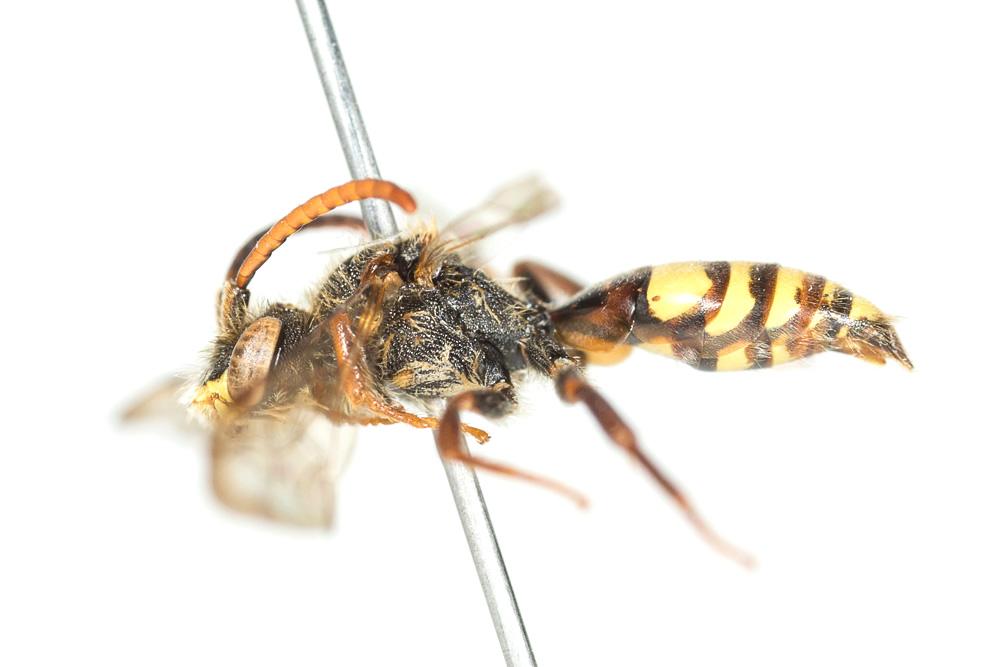 Nomada signata Jurine, 1807