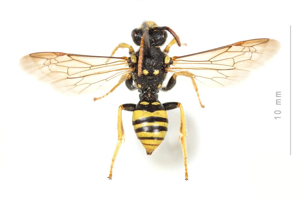 Nomada succincta Panzer, 1798