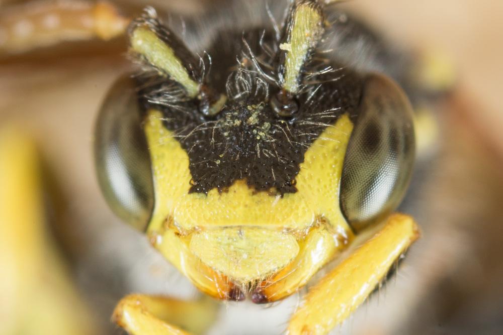 Nomada succincta Panzer, 1798