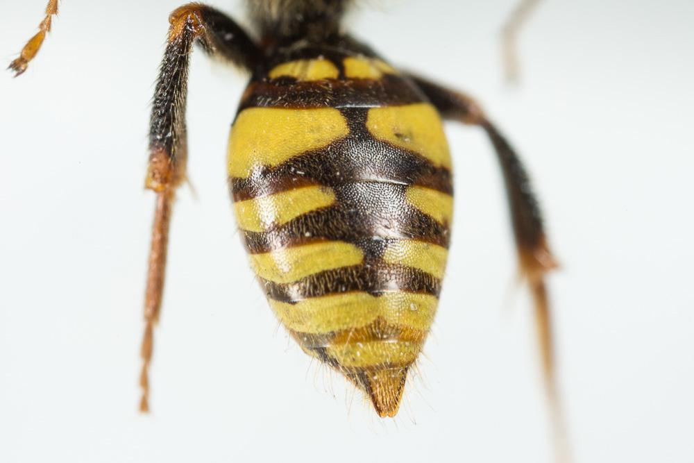  Nomada zonata Panzer, 1798
