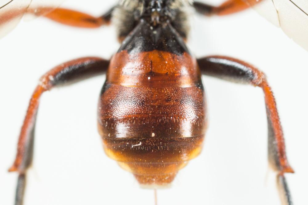  Nomada carnifex Mocsáry, 1883