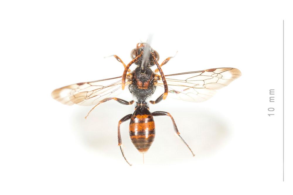 Nomada discrepans Schmiedeknecht, 1882