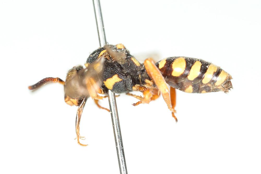 Nomada emarginata Morawitz, 1877