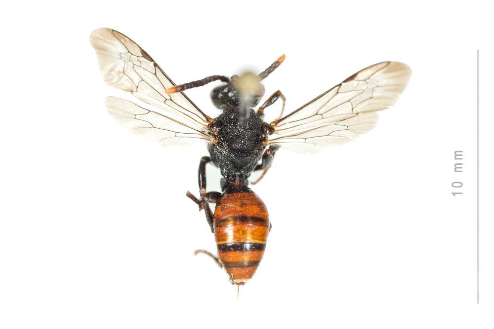Nomada fabriciana (Linnaeus, 1767)