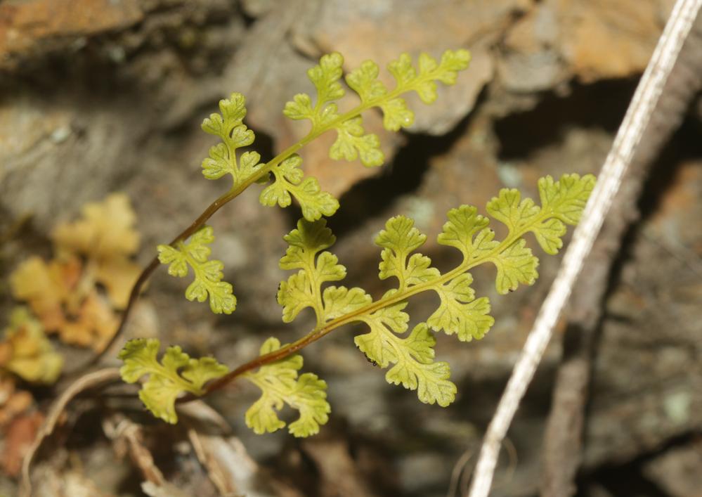 Anogramme à feuilles minces, Grammitis Anogramma leptophylla (L.) Link, 1841