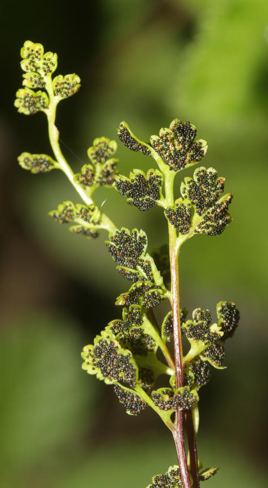 Anogramme à feuilles minces, Grammitis Anogramma leptophylla (L.) Link, 1841