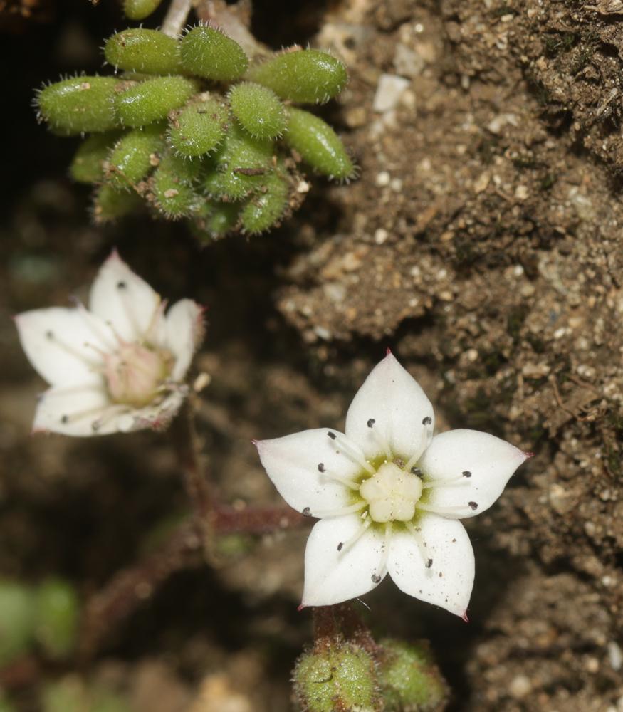 Orpin hérissé, Sédum hérissé Sedum hirsutum All., 1785