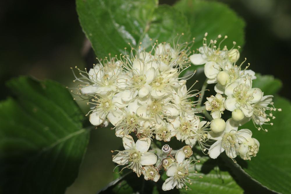 Alouchier, Alisier blanc Sorbus aria (L.) Crantz, 1763