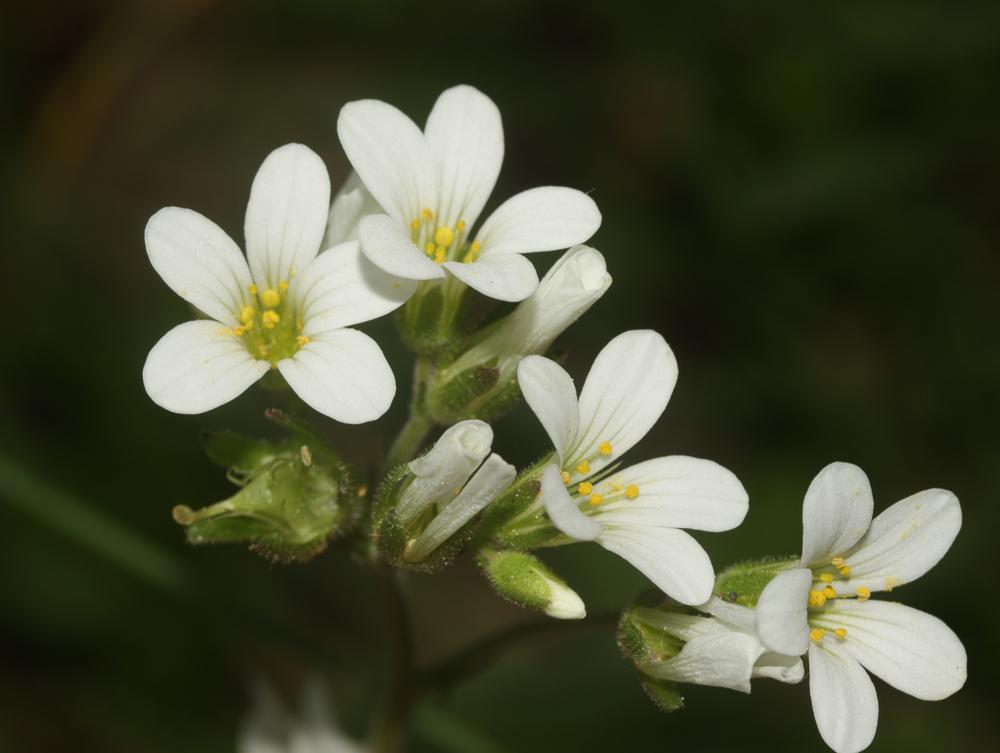 Saxifrage granulé, Herbe à la gravelle Saxifraga granulata L., 1753