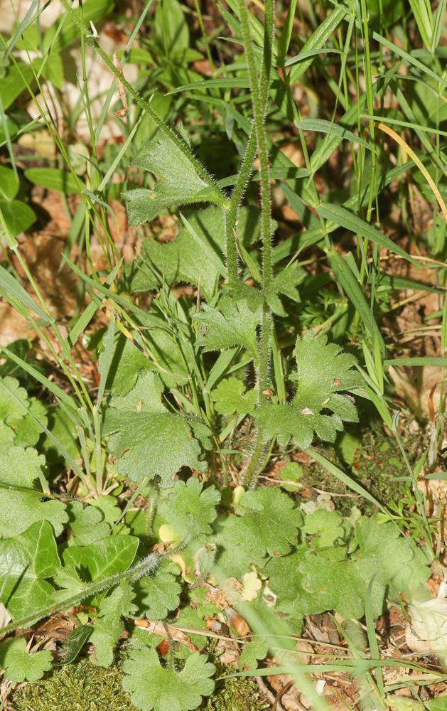Saxifrage granulé, Herbe à la gravelle Saxifraga granulata L., 1753