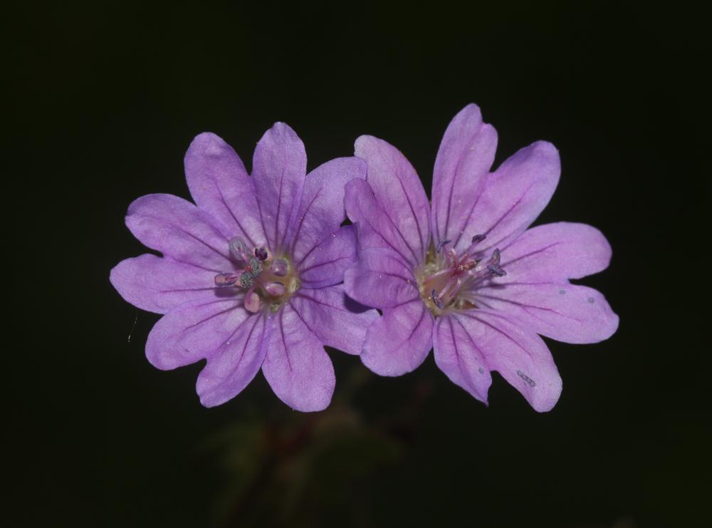 Géranium des Pyrénées Geranium pyrenaicum Burm.f., 1759