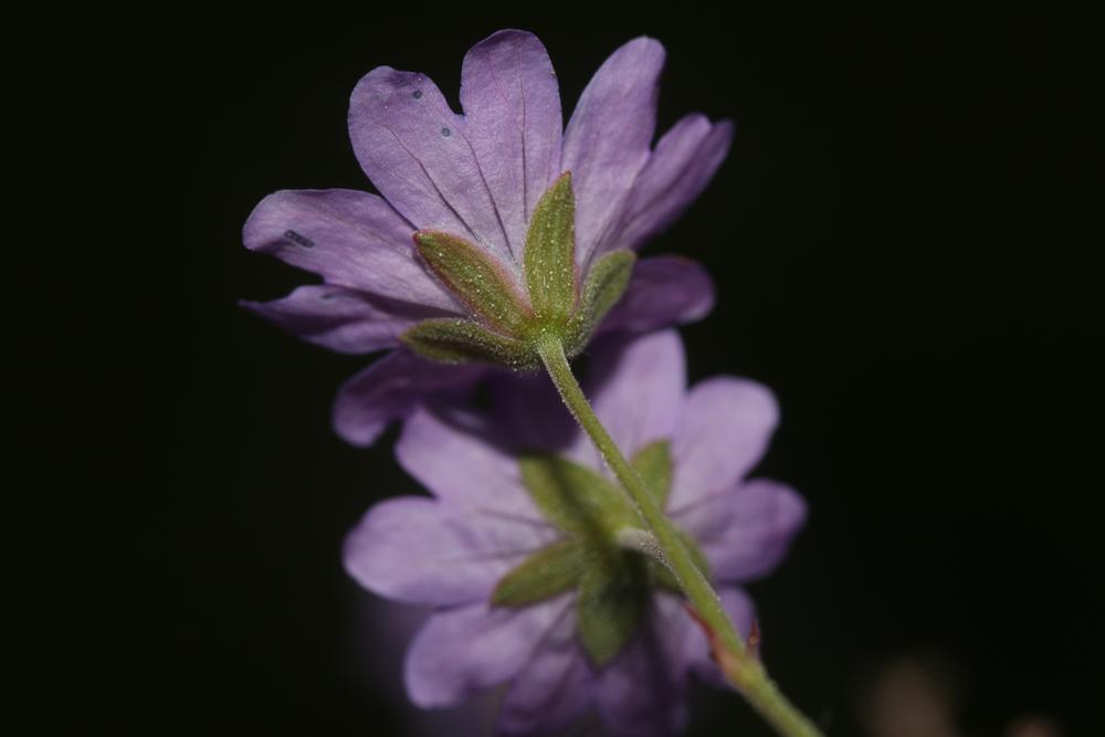 Géranium des Pyrénées Geranium pyrenaicum Burm.f., 1759