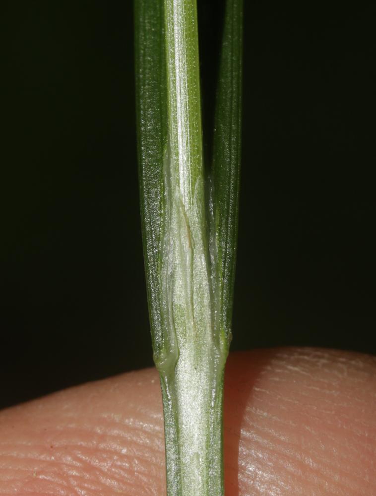 Laîche lisse Carex laevigata Sm., 1800