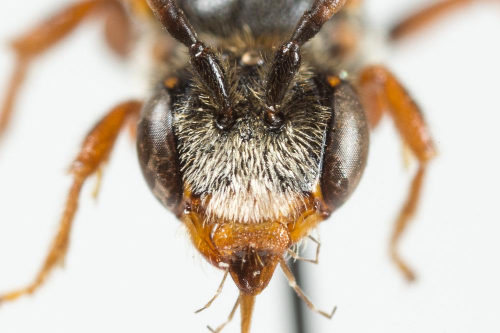 Nomada panurgina Morawitz, 1869