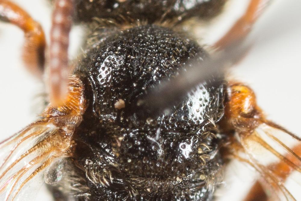 Nomada panurgina Morawitz, 1869
