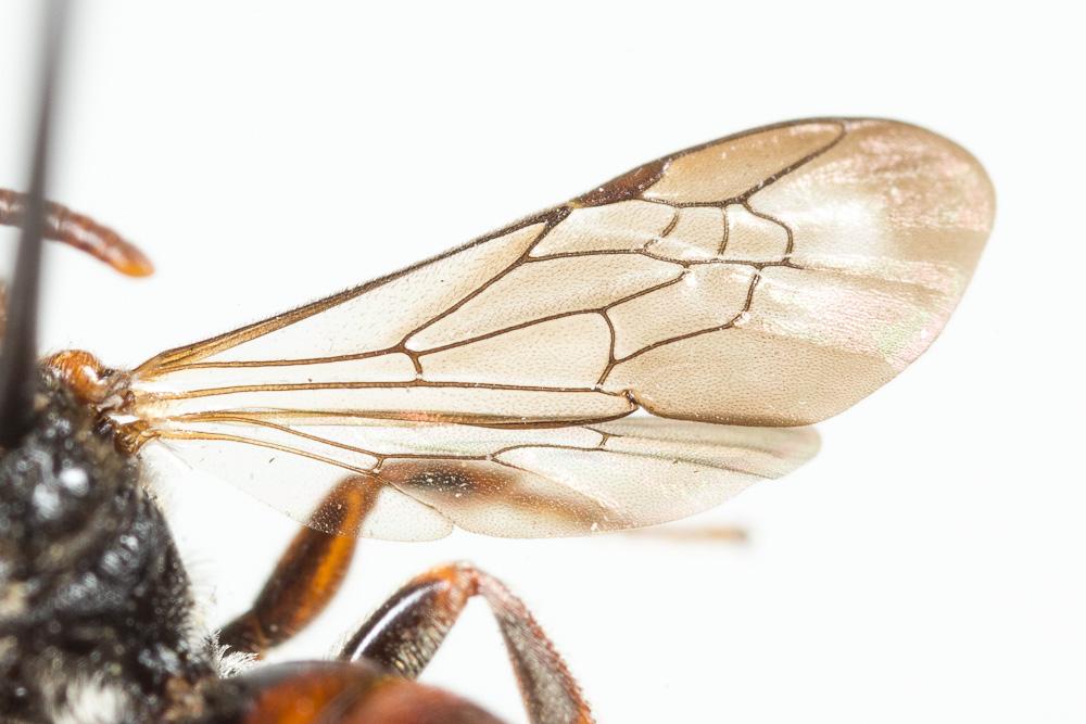 Nomada panurgina Morawitz, 1869