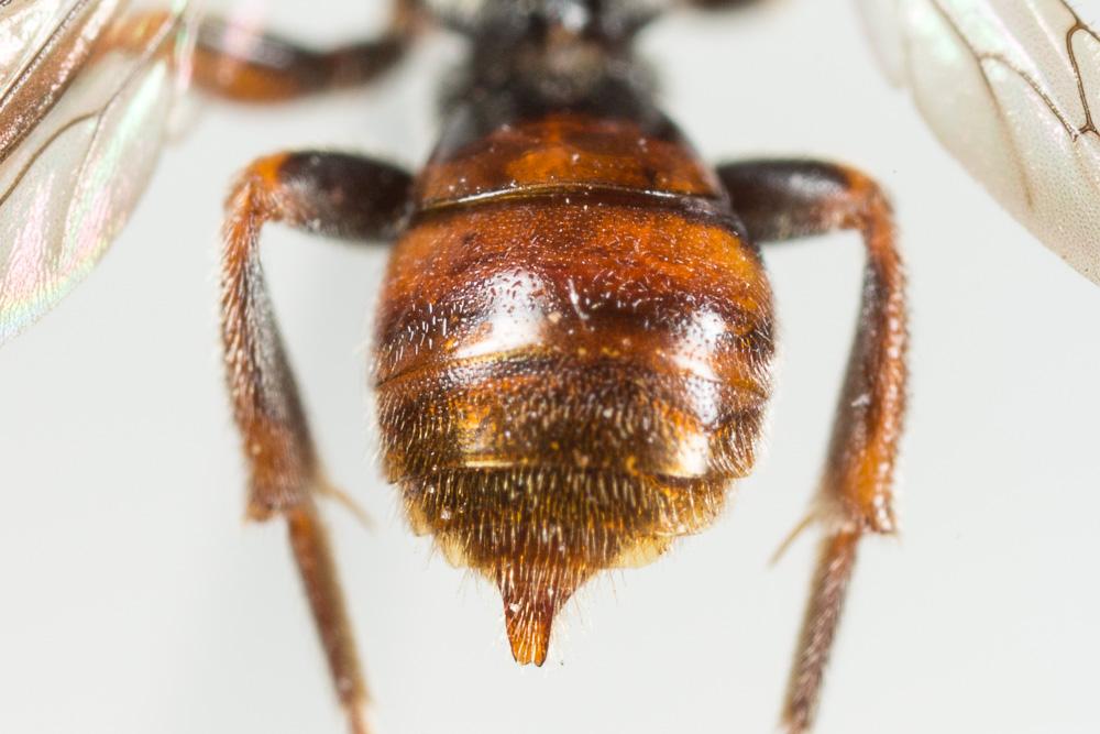  Nomada panurgina Morawitz, 1869