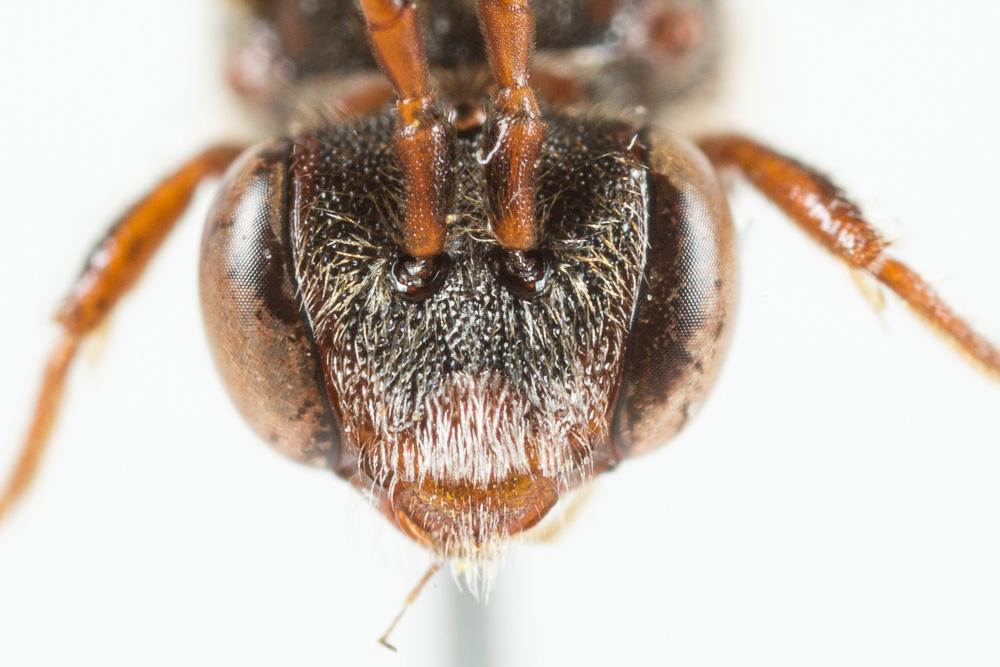 Nomada discedens Pérez, 1884