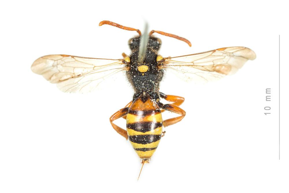 Nomada fucata Panzer, 1798