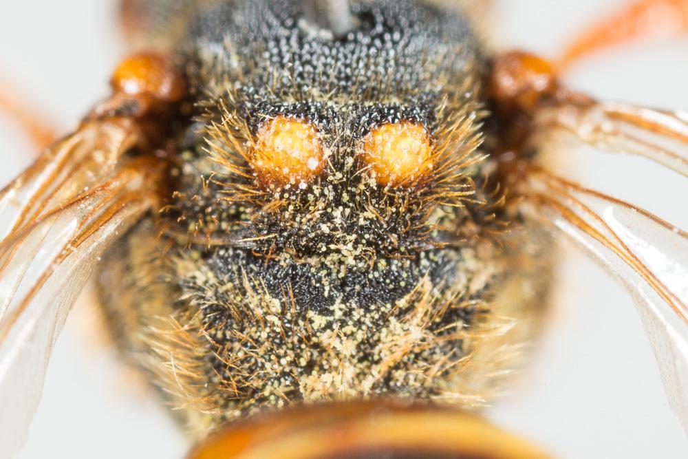 Nomada lathburiana (Kirby, 1802)