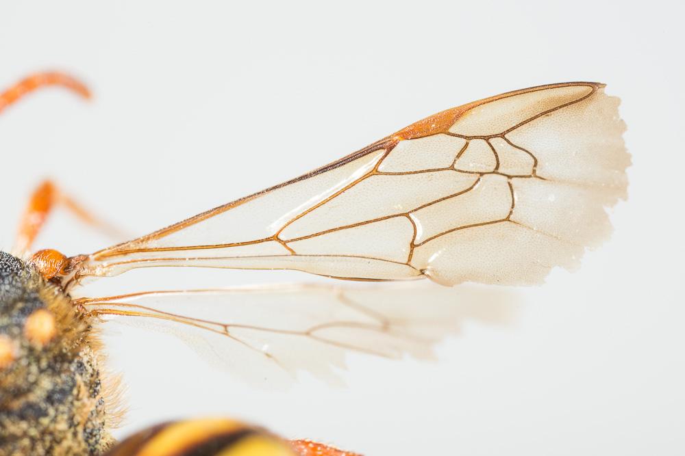 Nomada lathburiana (Kirby, 1802)