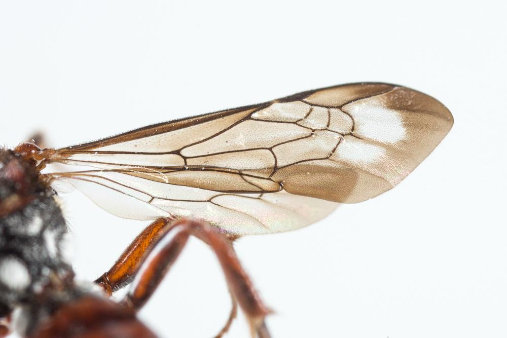 Nomada nigrovaria Pérez, 1895