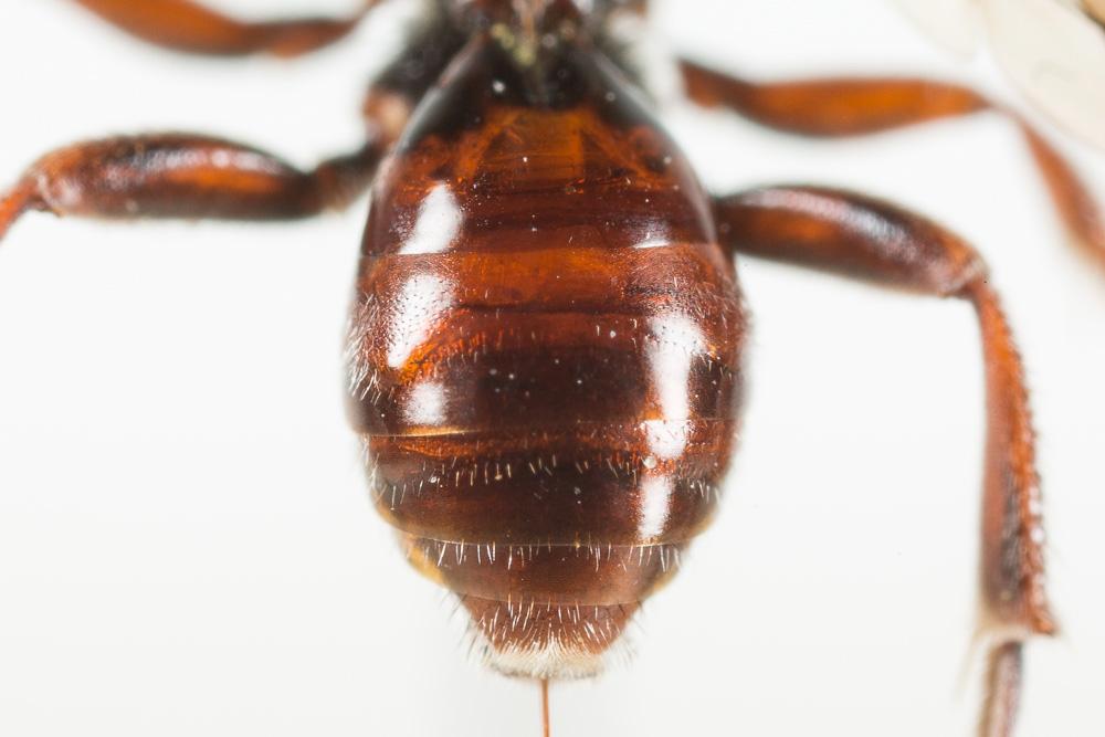 Nomada nigrovaria Pérez, 1895