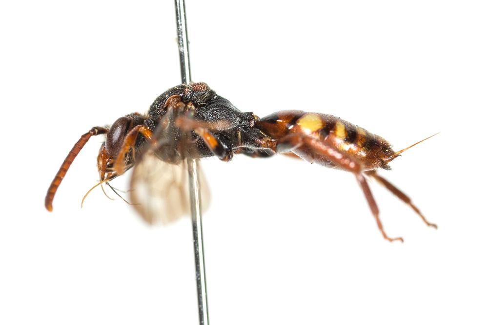  Nomada panzeri Lepeletier, 1841
