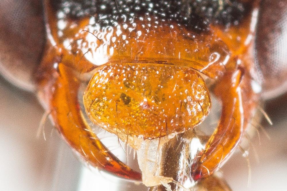 Nomada panzeri Lepeletier, 1841