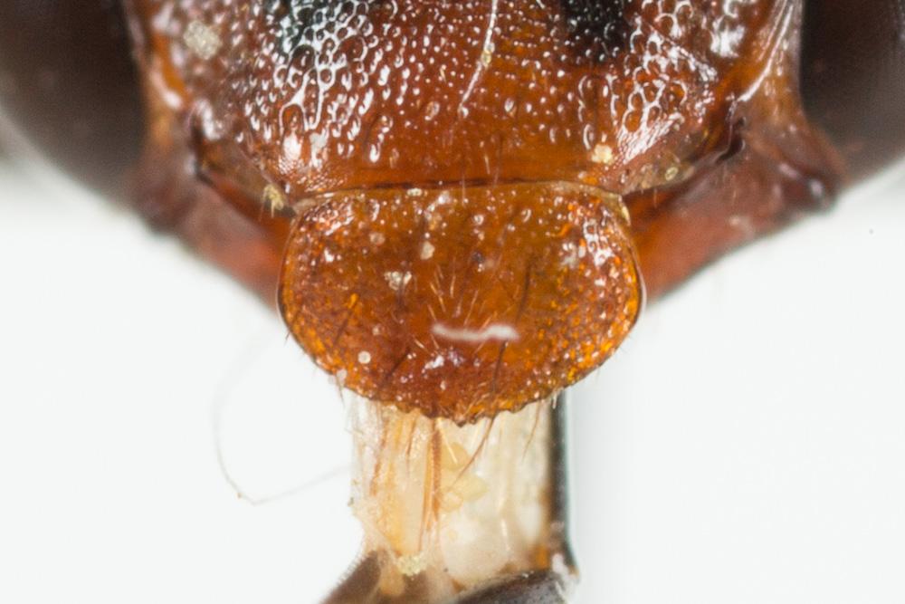 Nomada striata Fabricius, 1793