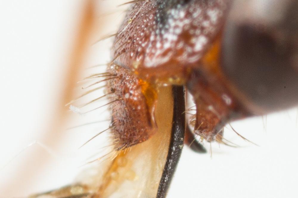  Nomada striata Fabricius, 1793