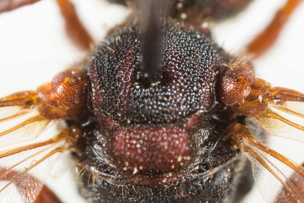 Nomada striata Fabricius, 1793