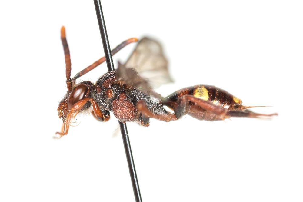 Nomada maculicornis Pérez, 1884
