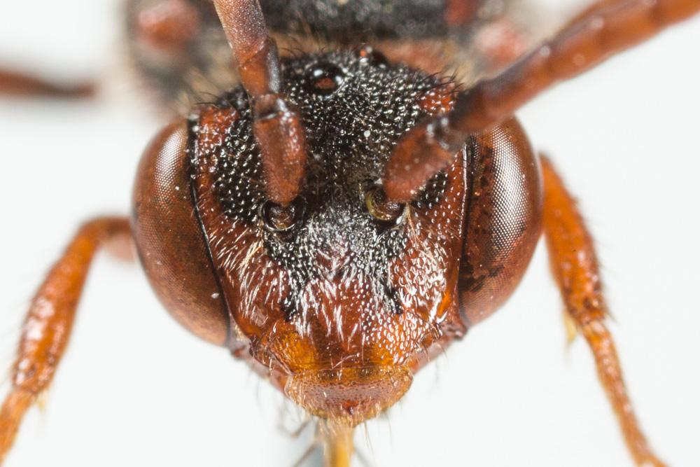 Nomada maculicornis Pérez, 1884