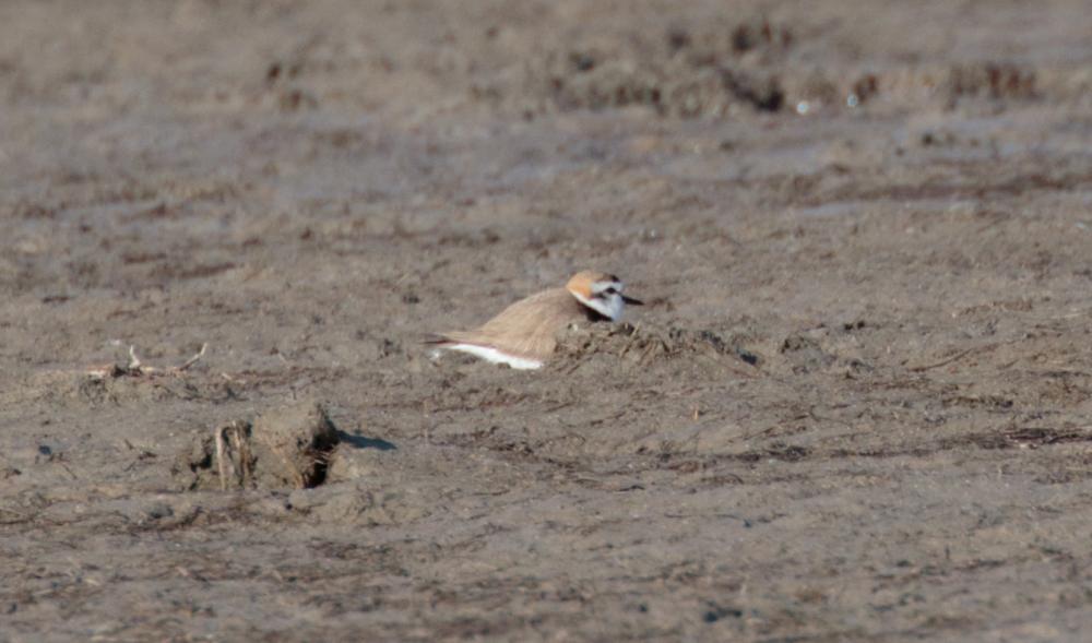 Gravelot à collier interrompu, Gravelot de Kent Charadrius alexandrinus Linnaeus, 1758