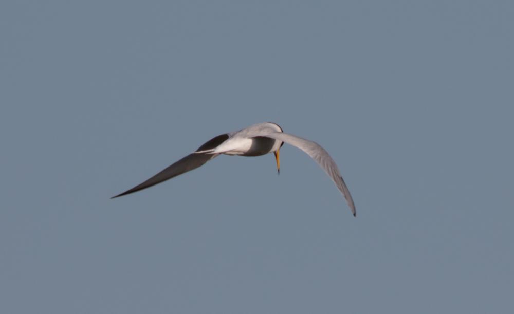 Sterne naine Sternula albifrons (Pallas, 1764)