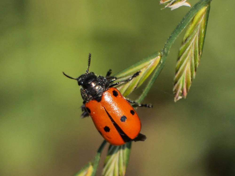 Lachnaia tristigma (Lacordaire, 1848)
