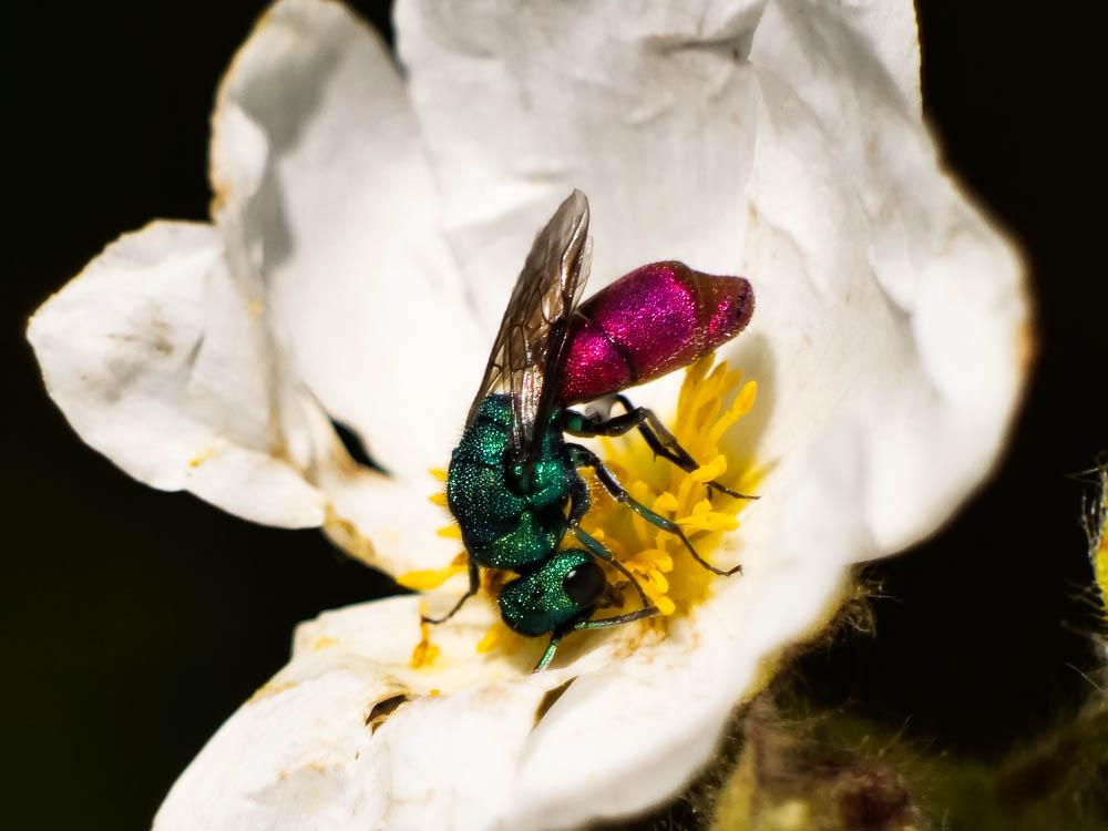 Chrysura refulgens