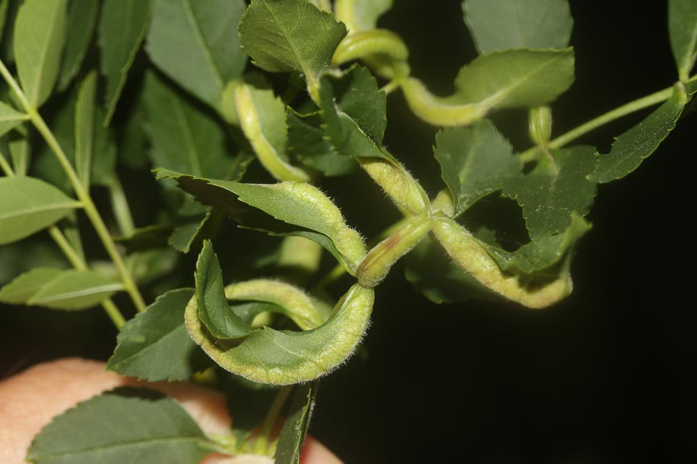 Dasineura acrophila (Winnertz, 1853)