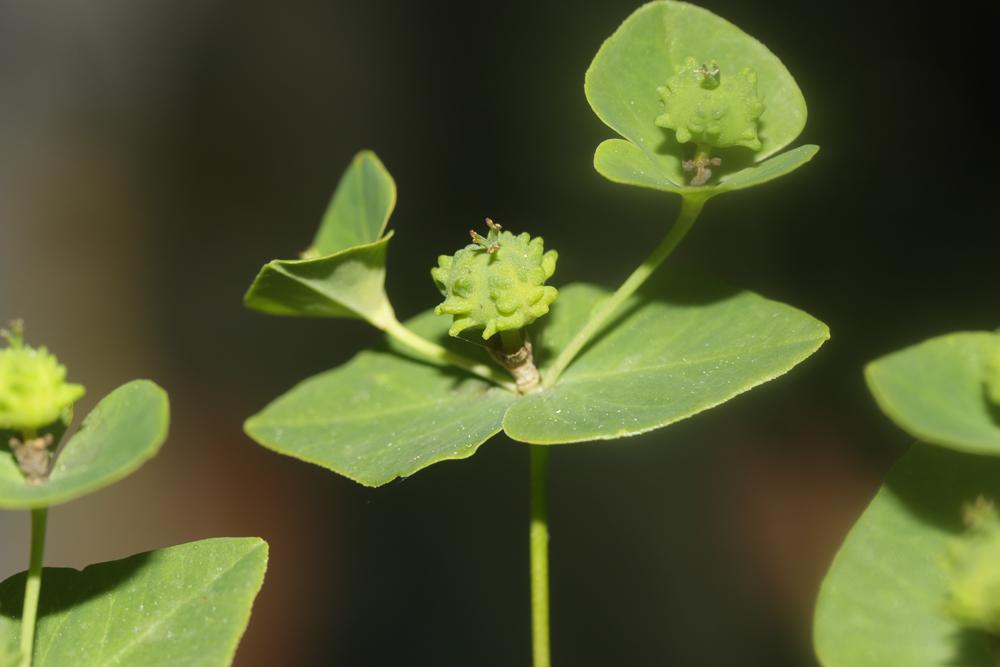 Euphorbe douce Euphorbia dulcis L., 1753