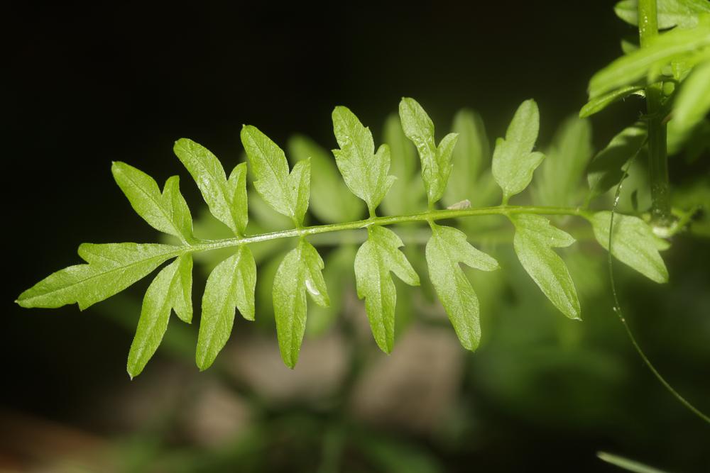 Cardamine impatiens, Cardamine impatiente, Herbe a Cardamine impatiens L., 1753