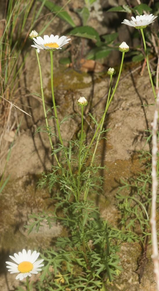Marguerite de Montpellier, Marguerite des Cévennes Leucanthemum monspeliense (L.) H.J.Coste, 1903